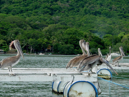 Brown Pelican 