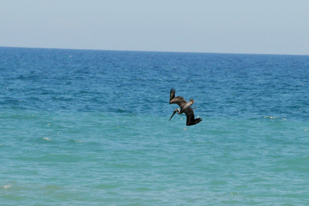 Brown Pelican 
