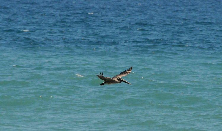 Brown Pelican, photo 3