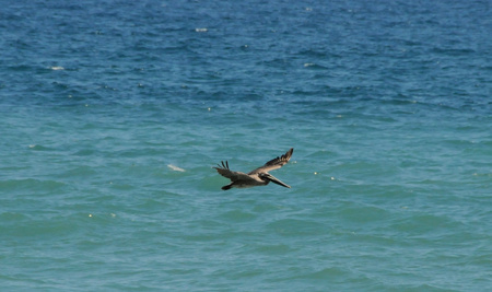 Brown Pelican 