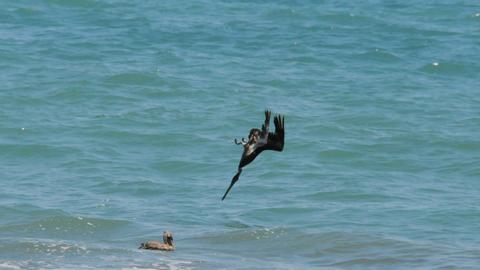 Brown Pelican 