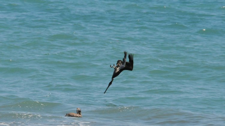 Brown Pelican, photo 2