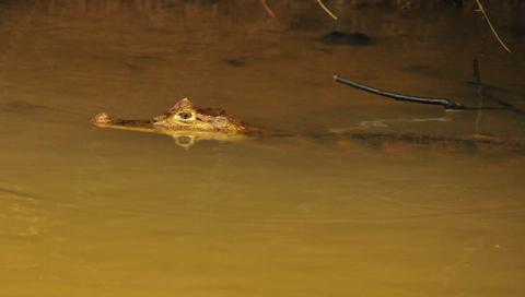 Spectacled Caiman