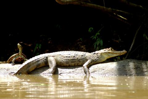 Spectacled Caiman