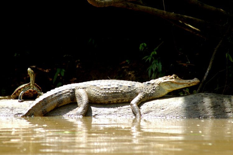 Spectacled Caiman, photo 4