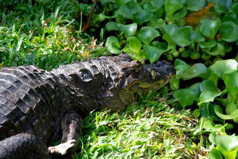 Spectacled Caiman