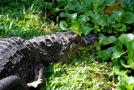 Caiman