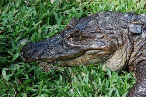 Spectacled Caiman 