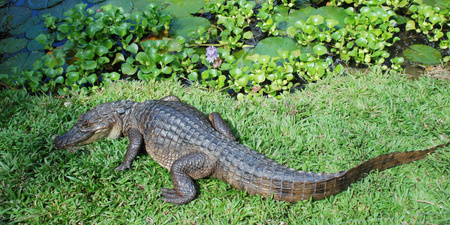 Spectacled Caiman