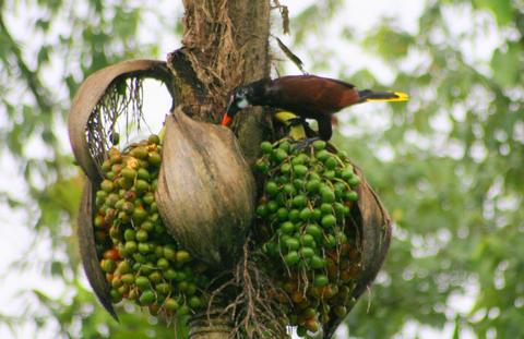 Chestnut-headed Oropendola
