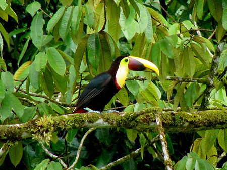 Chestnut-mandibled Toucan