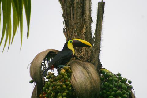 Chestnut-mandibled Toucan