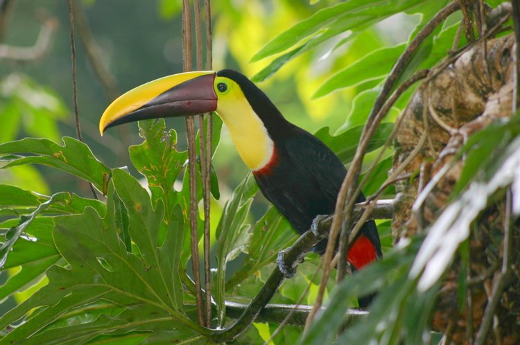 Chestnut-mandibled Toucan, photo 3