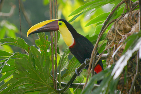 Chestnut-mandibled Toucan
