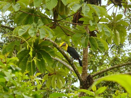 Chestnut-mandibled Toucan