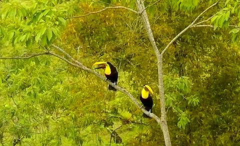 Chestnut-mandibled Toucan 