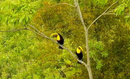 Chestnut-mandibled Toucan