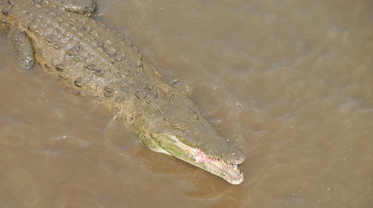 American Crocodile, photo 6