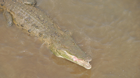 Crocodile