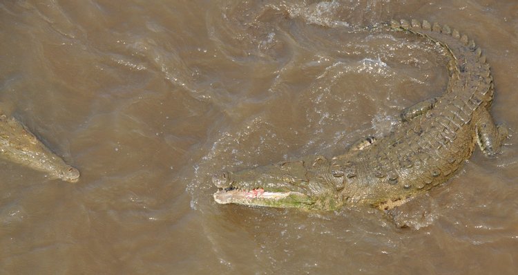 American Crocodile, photo 5