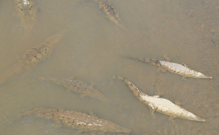 American Crocodile, photo 3