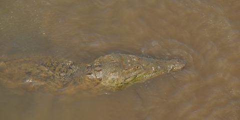 American Crocodile 