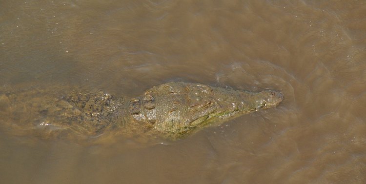 American Crocodile, photo 2