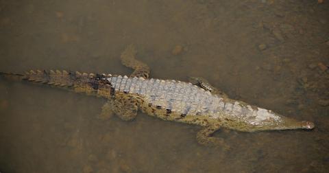 American Crocodile 