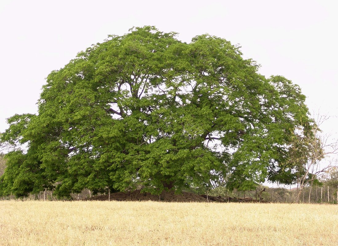 tree with elephant ear leaves