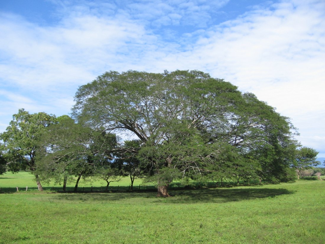 tree with elephant ear leaves