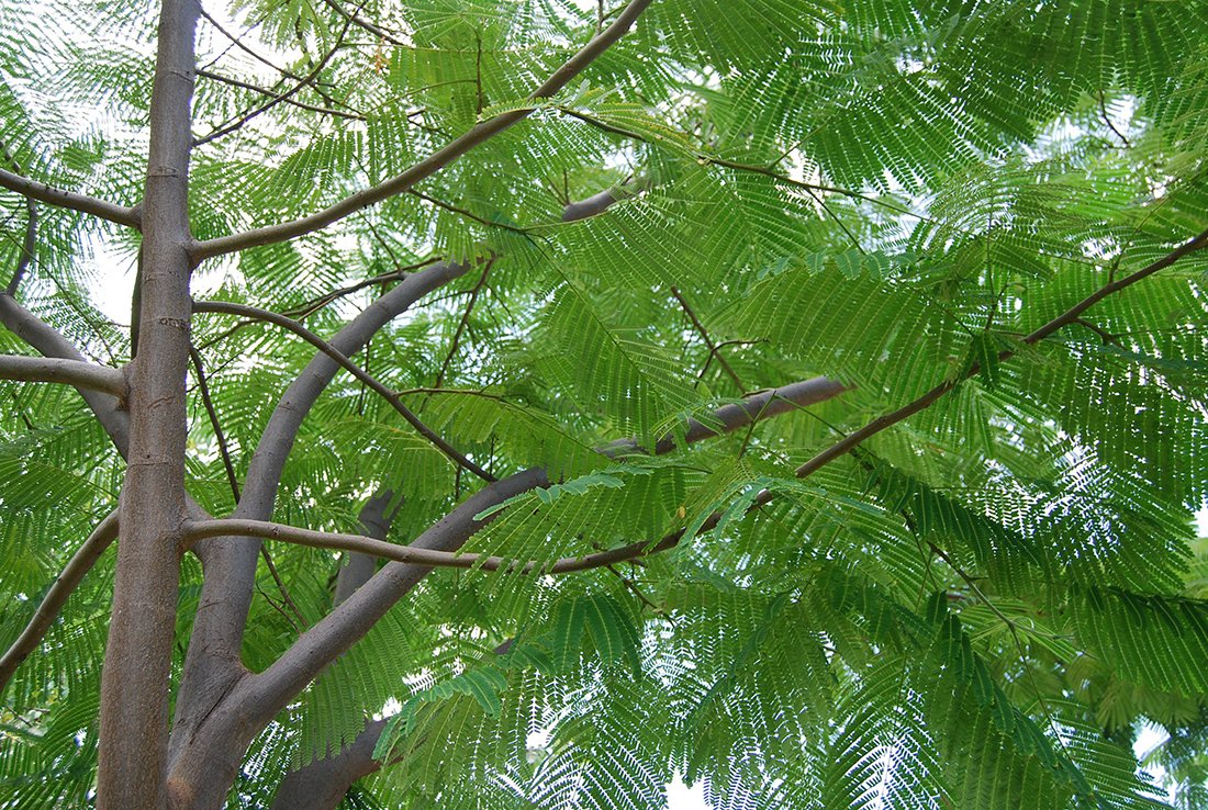 tree with elephant ear leaves