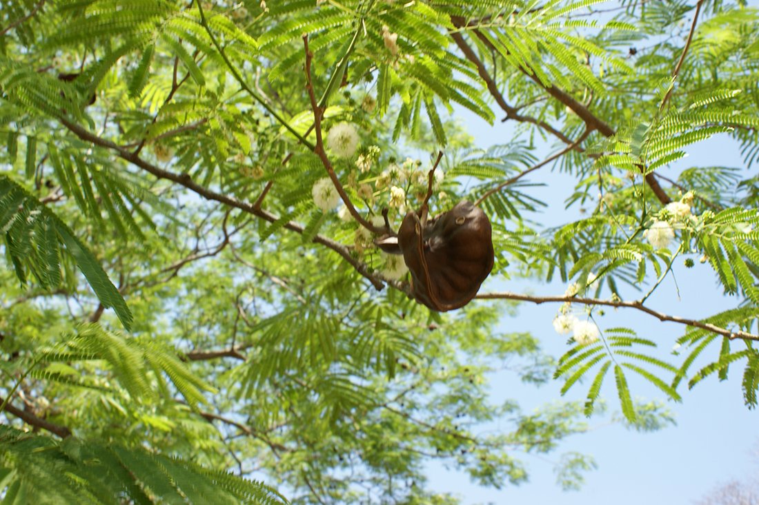 tree with elephant ear leaves