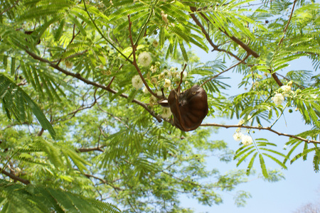 Elephant-ear tree