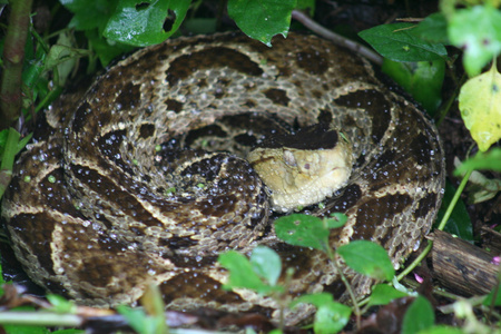 Fer-de-Lance