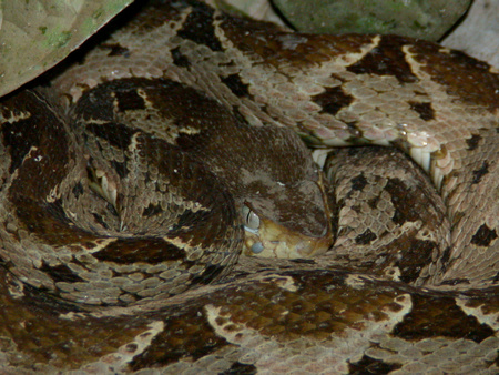 Fer-de-Lance