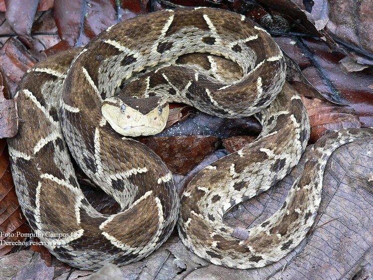 Fer-de-Lance, photo 2