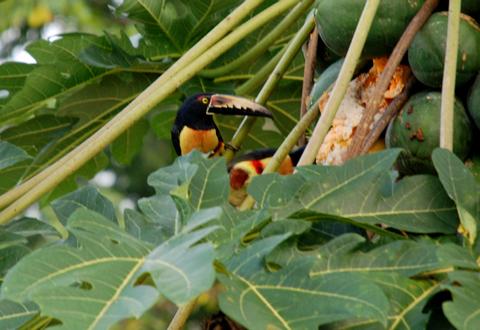 Fiery-billed Aracari and Collared Aracari 