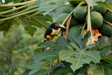 Fiery-billed Aracari and Collare