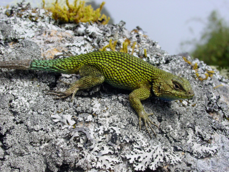 Green Spiny Lizard