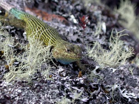 Spiny Green Lizard 