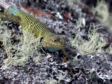 Green Spiny Lizard