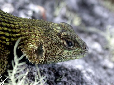 Spiny Green Lizard 