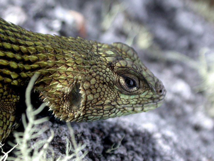 Spiny Green Lizard, photo 2