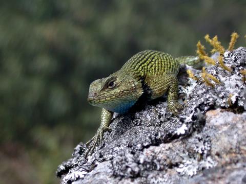 Spiny Green Lizard 