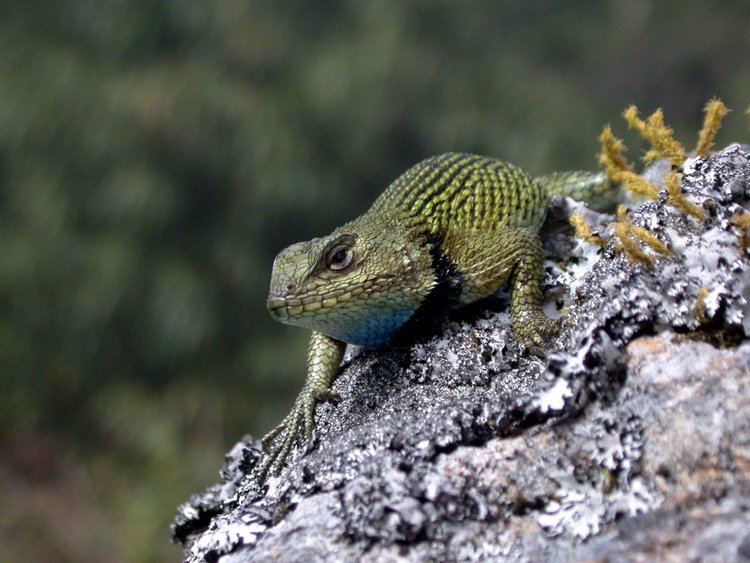 Spiny Green Lizard, photo 1