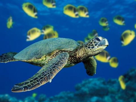 Green Turtle 