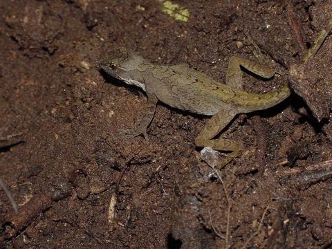 Ground Anole 