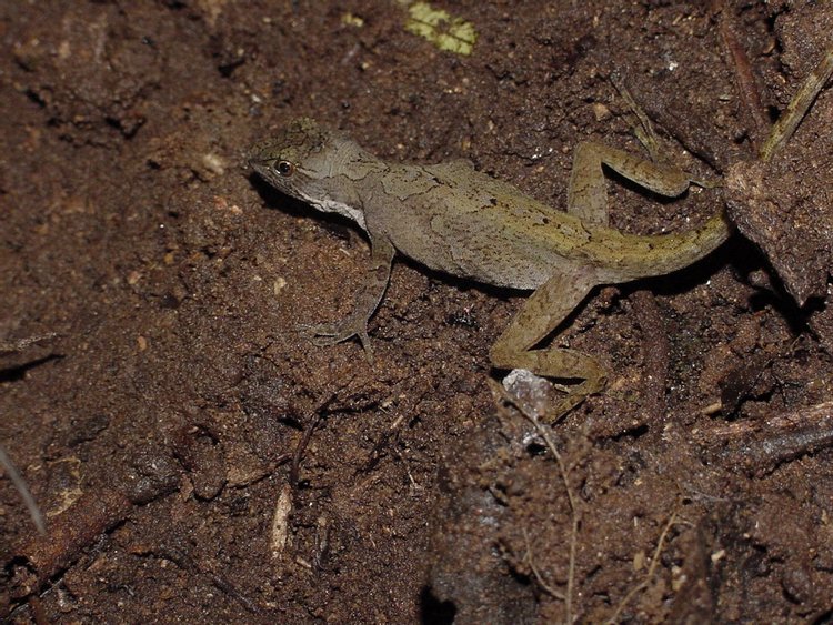 Ground Anole, photo 3