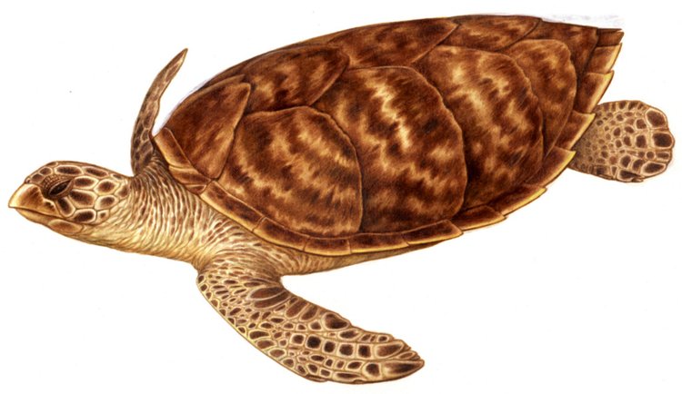 Hawksbill Sea Turtle, photo 3