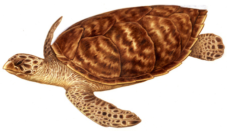Hawksbill Sea Turtle
